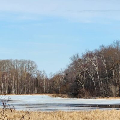 In the distance, an eagle flies over a partially frozen lake with trees and a clear sky in the background