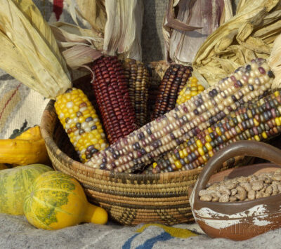 Picture of corn, squash, and beans in a basket against a cloth background.